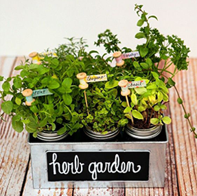 Herb garden