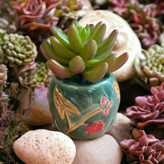 Customized succulent plant pot