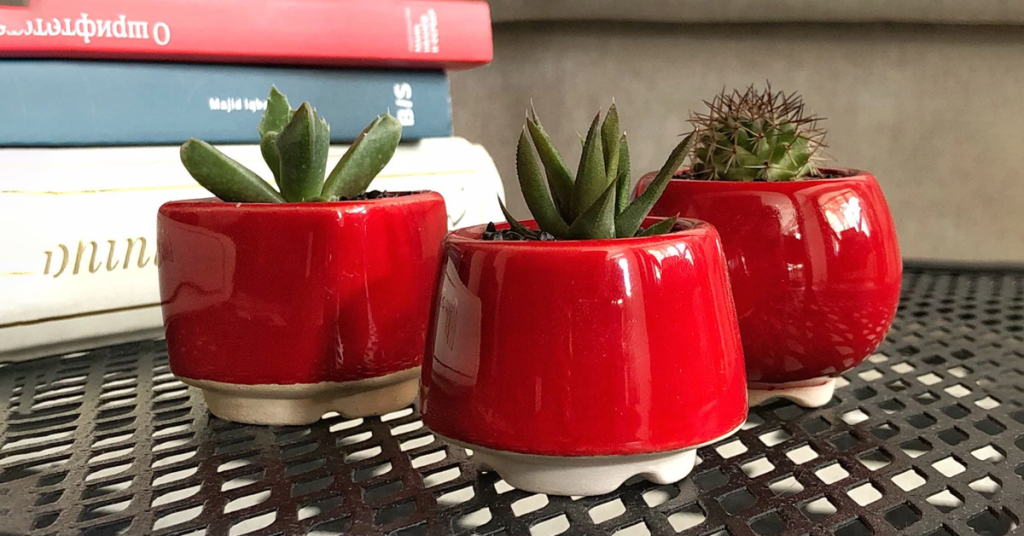 A Plant in a Cheering Ceramic Pot