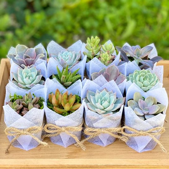 Succulent party favor